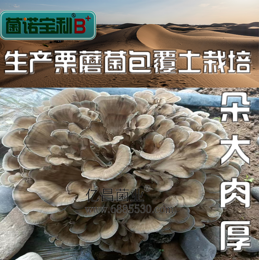 亿昌菌业菌诺宝利B+（网页-29）覆土栽培栗蘑，朵大肉厚